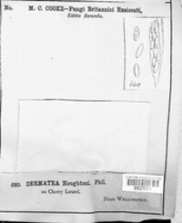 Pezicula houghtonii image